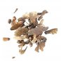 20 PCS Seeds Maple Tree Palatum Bonsai