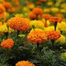 30 PCS Seeds Marigold African Crackerjack Yellow