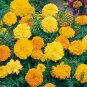 30 PCS Seeds Marigold African Crackerjack Yellow