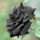 50 PCS Seeds Maroon Super Black Rose Shrub Flower 50 PCS Seeds Maroon Super Black Rose Shrub Flower