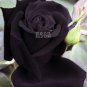 50 PCS Seeds Maroon Super Black Rose Shrub Flower