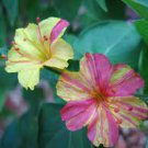 20 PCS Seeds Marvel of Peru Flower 20 PCS Seeds Marvel of Peru Flower
