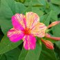 20 PCS Seeds Marvel of Peru Flower