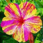 20 PCS Seeds Marvel of Peru Flower
