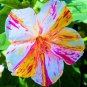 20 PCS Seeds Marvel of Peru Flower