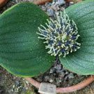 3 PCS Seeds Massonia pustulata 3 PCS Seeds Massonia pustulata