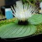 3 PCS Seeds Massonia pustulata