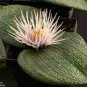 3 PCS Seeds Massonia pustulata