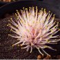 3 PCS Seeds Massonia pustulata
