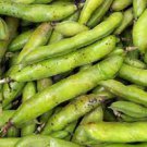 5 PCS Seeds Masterpiece Green Broad Bean 5 PCS Seeds Masterpiece Green Broad Bean