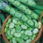 5 PCS Seeds Masterpiece Green Broad Bean