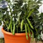5 PCS Seeds Masterpiece Green Broad Bean