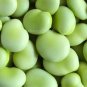5 PCS Seeds Masterpiece Green Broad Bean