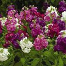 50 PCS Seeds Matthiola Incana Mixed Hoary Stock 50 PCS Seeds Matthiola Incana Mixed Hoary Stock