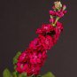 50 PCS Seeds Matthiola Incana Mixed Hoary Stock