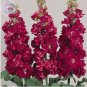 50 PCS Seeds Matthiola Incana Mixed Hoary Stock