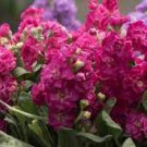 200 PCS Seeds Matthiola Incana Ten Week Mix Color 200 PCS Seeds Matthiola Incana Ten Week Mix Color