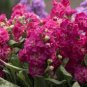 200 PCS Seeds Matthiola Incana Ten Week Mix Color
