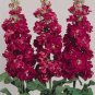 200 PCS Seeds Matthiola Incana Ten Week Mix Color