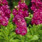 200 PCS Seeds Matthiola Incana Ten Week Mix Color