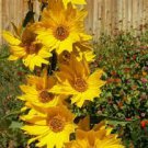 15 PCS Seeds Maximillian Sunflower Seeds, Professional Pack 15 PCS Seeds Maximillian Sunflower Seeds, Professional Pack