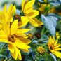 15 PCS Seeds Maximillian Sunflower Seeds, Professional Pack