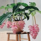100 PCS Seeds Medinilla Magnifica Bonsai Very Beautiful Bonsai Flower Bonsai