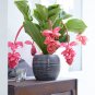 100 PCS Seeds Medinilla Magnifica Bonsai Very Beautiful Bonsai Flower Bonsai