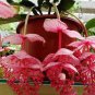 100 PCS Seeds Medinilla Magnifica Bonsai Very Beautiful Bonsai Flower Bonsai