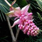 100 PCS Seeds Medinilla Magnifica Plant Very Beautiful Bonsai Flower Plant 100 PCS Seeds Medinilla Magnifica Plant Very Beautiful Bonsai Flower Plant