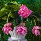 30 PCS Seeds Medinilla Magnifica Showy Medinilla Perennial Shrub Rose Grape Flowering Plants 30 PCS Seeds Medinilla Magnifica Showy Medinilla Perennial Shrub Rose Grape Flowering Plants