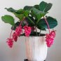 30 PCS Seeds Medinilla Magnifica Showy Medinilla Perennial Shrub Rose Grape Flowering Plants