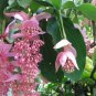 30 PCS Seeds Medinilla Magnifica Showy Medinilla Perennial Shrub Rose Grape Flowering Plants