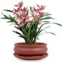 1 PCS Seeds Medium Flower Real Bowl clivia pots Bonsai Garden Blooming Plants