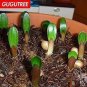 1 PCS Seeds Medium Flower Real Bowl clivia pots Bonsai Garden Blooming Plants