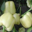 5 PCS Seeds Medium Maturity F1 Hybrid White Sweet Bell Pepper