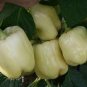 5 PCS Seeds Medium Maturity F1 Hybrid White Sweet Bell Pepper