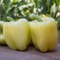 5 PCS Seeds Medium Maturity F1 Hybrid White Sweet Bell Pepper