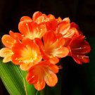 1 PCS Seeds Medium Flower Real Bowl clivia pots Bonsai Garden Blooming Plants