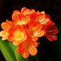 1 PCS Seeds Medium Flower Real Bowl clivia pots Bonsai Garden Blooming Plants
