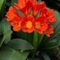1 PCS Seeds Medium Flower Real Bowl clivia pots Bonsai Garden Blooming Plants