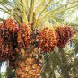 5 PCS Seeds Medjool Date Palm Tree
