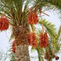 5 PCS Seeds Medjool Date Palm Tree