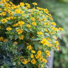 20 PCS Seeds Melampodium Paludosum Flower