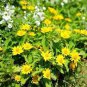 20 PCS Seeds Melampodium Paludosum Flower