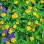 20 PCS Seeds Melampodium Paludosum Flower