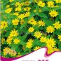 20 PCS Seeds Melampodium Paludosum Flower