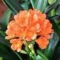 1 PCS Seeds Medium Flower Real Bowl clivia pots Bonsai Garden Blooming Plants