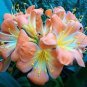 1 PCS Seeds Medium Flower Real Bowl clivia pots Bonsai Garden Blooming Plants