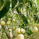 20 PCS Seeds Melon Pepion (Solanium Muricata) Organic Heirloom